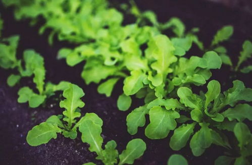 春天到了菜园子的新气象