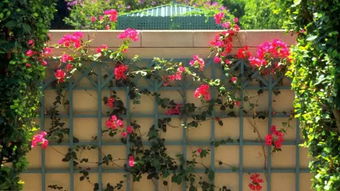 种玫瑰花的小技巧