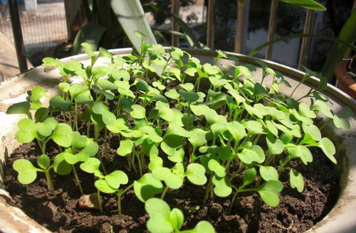 推荐花种：矮牵牛