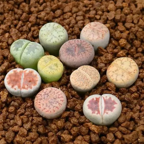 屁股花，你真的了解吗？