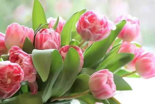 9、 朱墨双辉月季