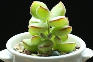 阳光是福娘的美食