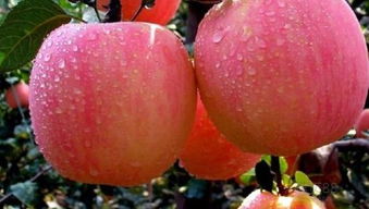 早熟红富士苹果图片中的果实好吃吗？口感和甜度如何？