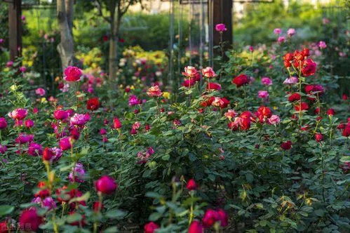 藏红花月季：藏得深， 花梗美