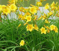 红娃娃萱草与金娃娃萱草的土壤偏好大揭秘