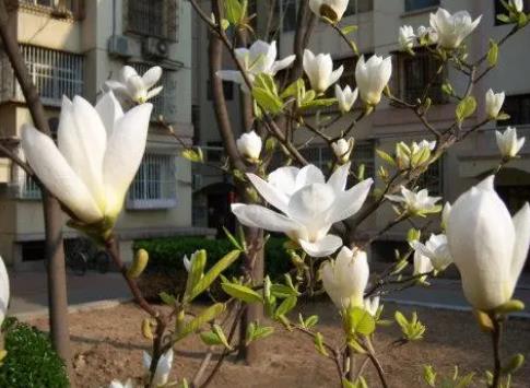 如何种植玉兰花，促进其开花