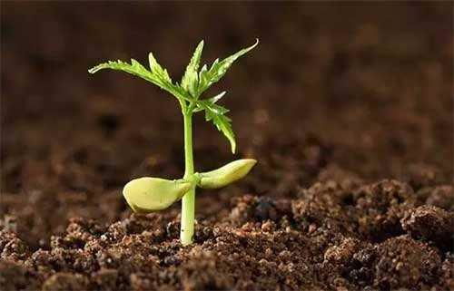 作物， 从健康到衰败