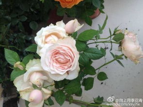 有花骨朵，为何迟迟不开花