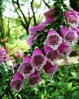 花儿的魔法：破解小区景观单调的秘诀