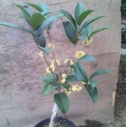 庭院门口栽桂花树最旺宅？这几种树好看又吉利