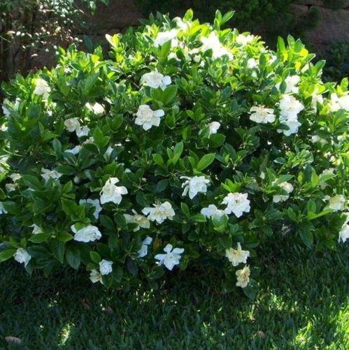 栀子花不同季节浇水周期调整大揭秘