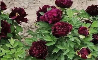 牡丹花枯萎了怎么办？是浇水过多还是病虫害侵袭