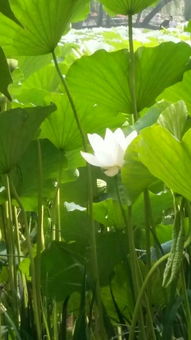 荷花的种子：莲子之谜