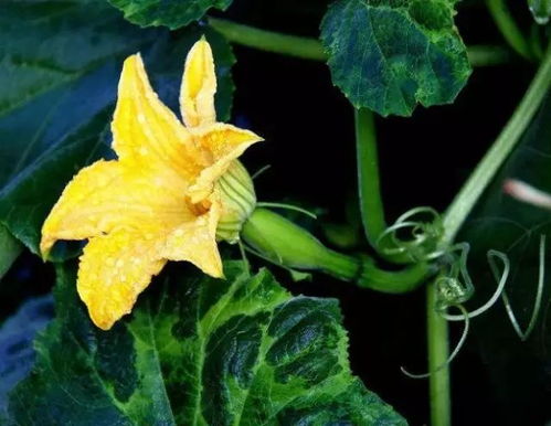 生菜种植技巧全解析中，如何根据不同季节调整生菜栽培方法
