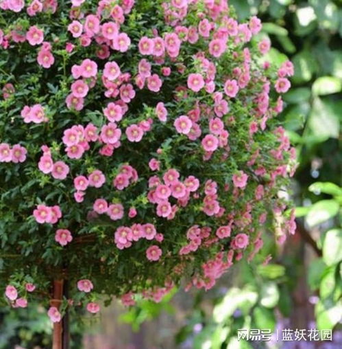 小木槿枯萎，如何急救？