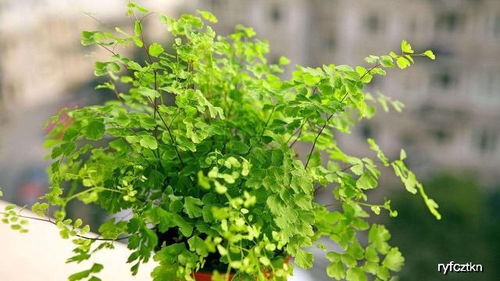养殖驱蚊草技巧：提升生长活力的实用指南