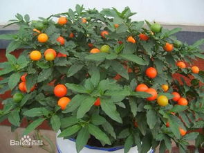 秋季其他花卉推荐