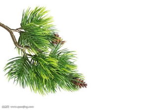 现在是不是觉得侧柏超有趣？记住