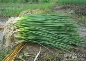 香葱与菠菜：短长互补，轮作神器