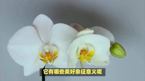 蝴蝶兰，白色花语是什么