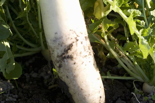 东北大萝卜什么月份种植最适宜？最佳种植时间是什么时候