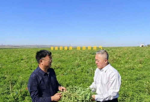 黄杨种植， 从粗放到精细