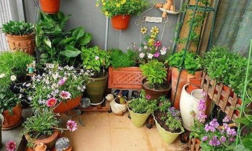 一、 大树抢营养，花草活不下去