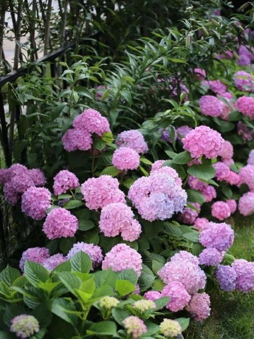 不同的花卉植物，种植时间各异