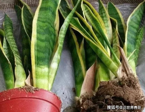 虎皮兰换盆技巧，浇水指南！