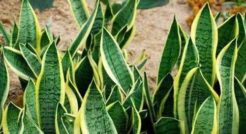 空心菜：夏日里的清凉使者