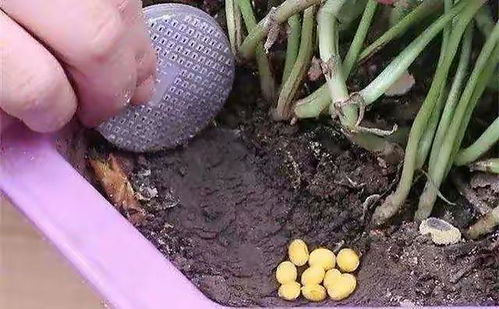 熟黄豆作为肥料使用，对土壤和植物生长有影响吗