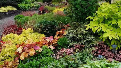 新疆室外栽种耐旱耐晒的花苗，让戈壁滩也开满花