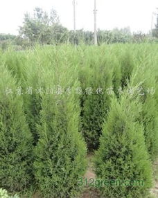 麦冬的润泽之效