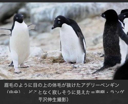 揭秘鹅的身高极限：最高记录下的企鹅到底有多高？