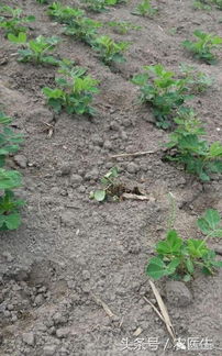 立枯病与猝倒病的区别