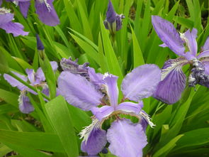 养护它们的秘诀