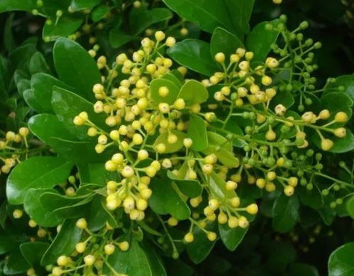 米兰花虽美，但含有一定毒性