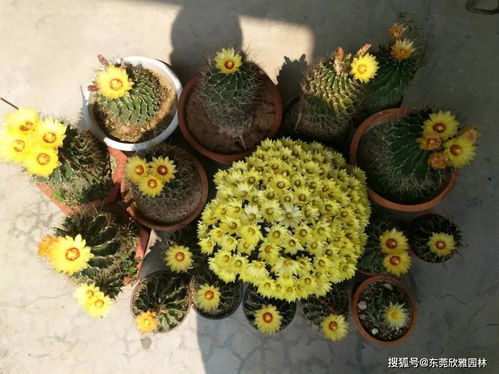 特殊花卉的频率，你知道吗？