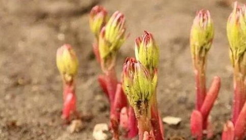 芍药种植的最佳月份是什么？什么时候移栽芍药最合适呢