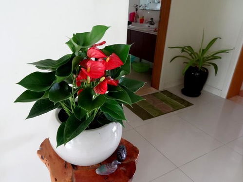 绿藤养殖 *** 和注意事项