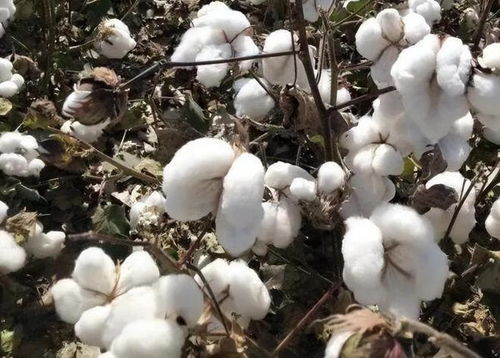棉花的花语是纯洁，不同颜色有不同含义吗