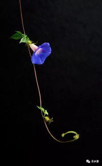 牵牛花为什么没有花了？是枯萎了吗