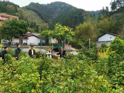 黔东南灵性林业：育林护林创意之美与民族文化融合