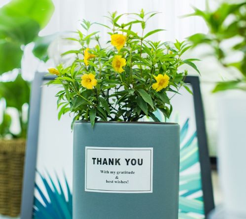 法国香水藤的养护小秘籍