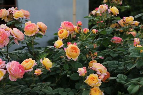 在广西种植树型月季花，可行否？