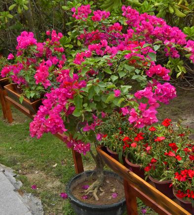 三角梅代替菊花， 度假村实现三大突破