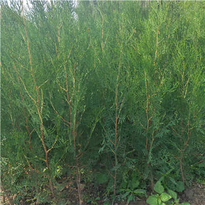 湘潭燕山茶油基地：山茶油小树苗种植指南