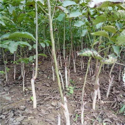 有机肥树坑填基肥好？这些基肥能让树苗长得壮吗
