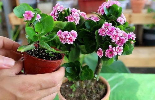 养花通用方法， 换盆和抢救萎蔫花卉