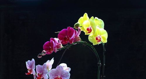 蝴蝶兰何时开花？哪些因素会影响其开花时间
